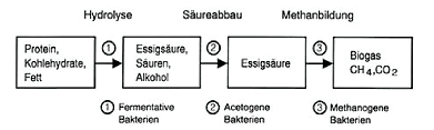 Schematischer Ablauf der Fermentation