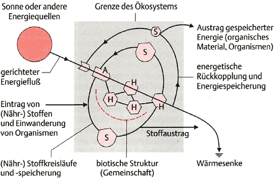 Funktionsdiagramm eines Ökosystems
