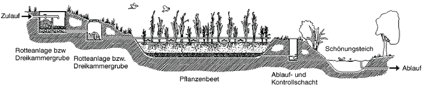 Wasserreinigung mit Pflanzen
